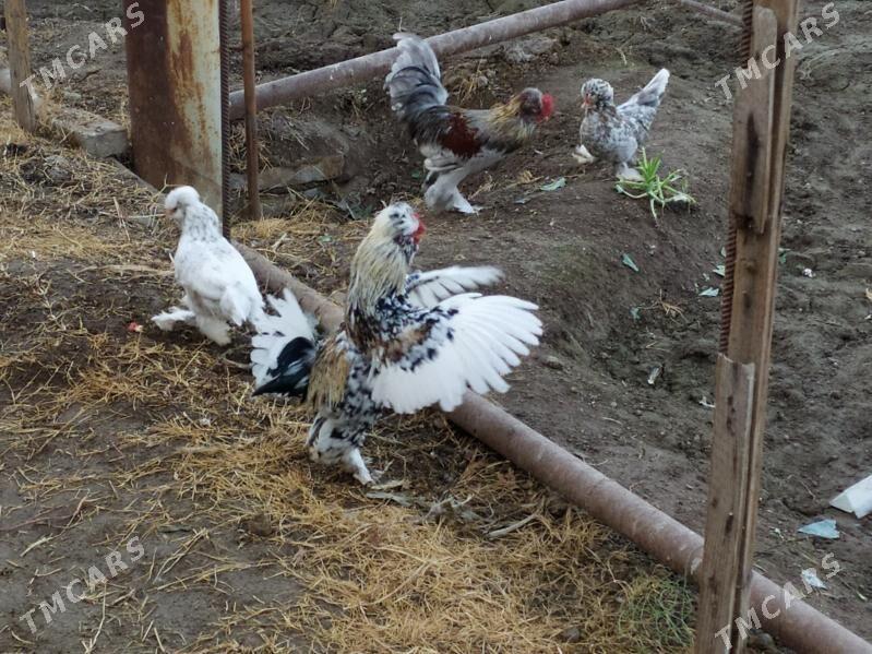 karlik troyka horazlar - Çärjew - img 1