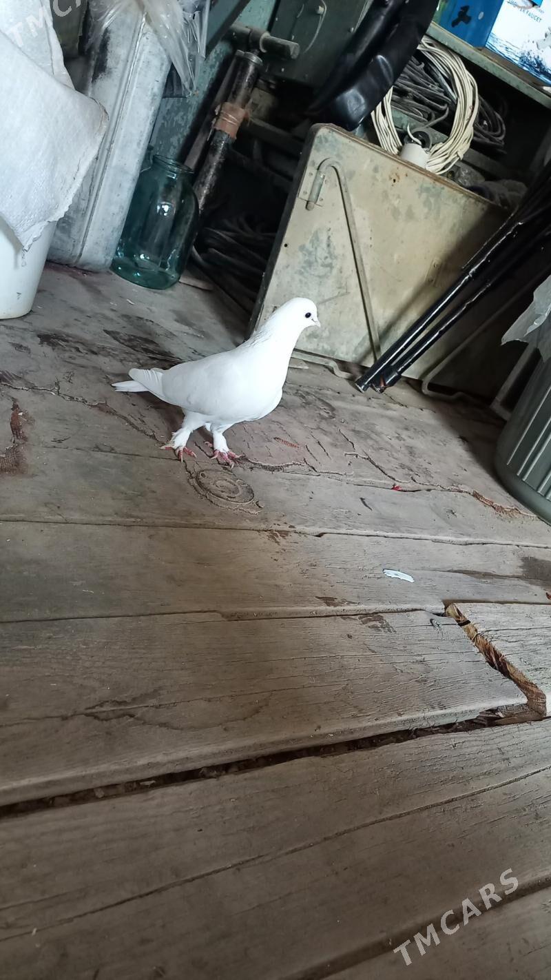 kepderi - Гызыларбат - img 1