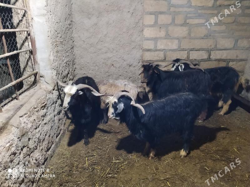 еркеч теке - Гызыларбат - img 1