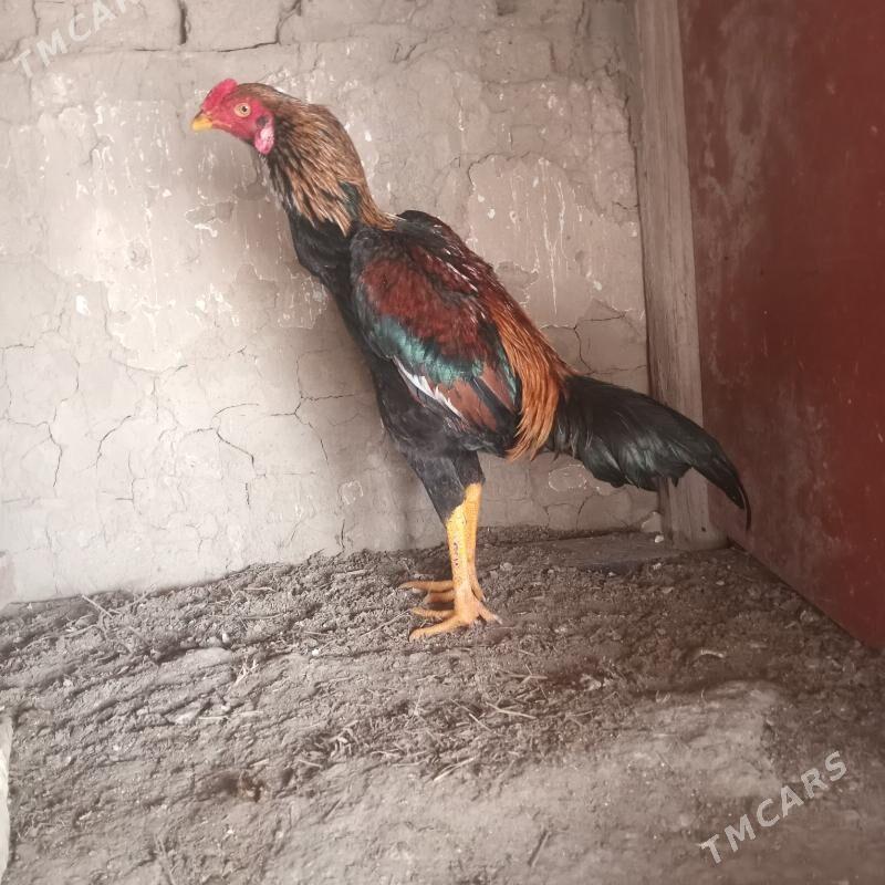 baysy - Mary - img 1