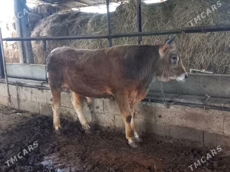 okuz - Ялкым - img 1