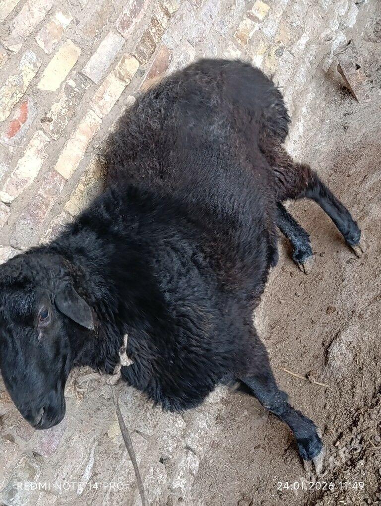 koçkar - Чарджоу - img 1