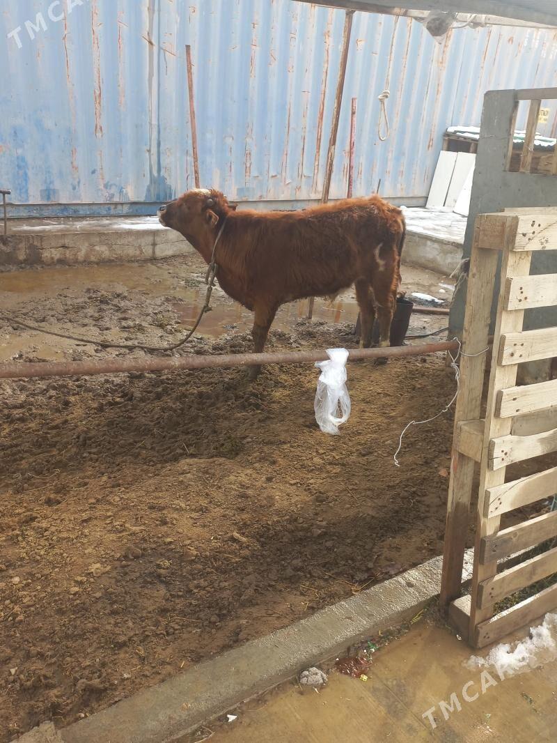 okuz - Aşgabat - img 1