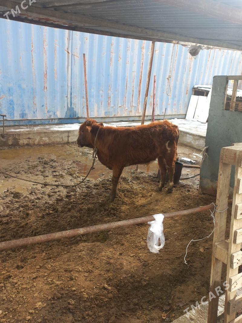 okuz sygyr - Aşgabat - img 1