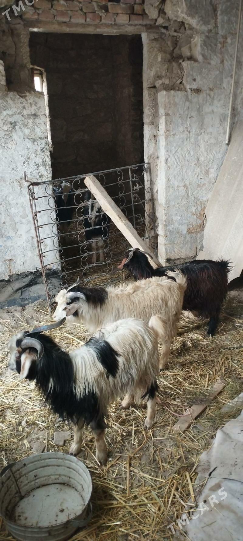 cewis - Gyzylarbat - img 1