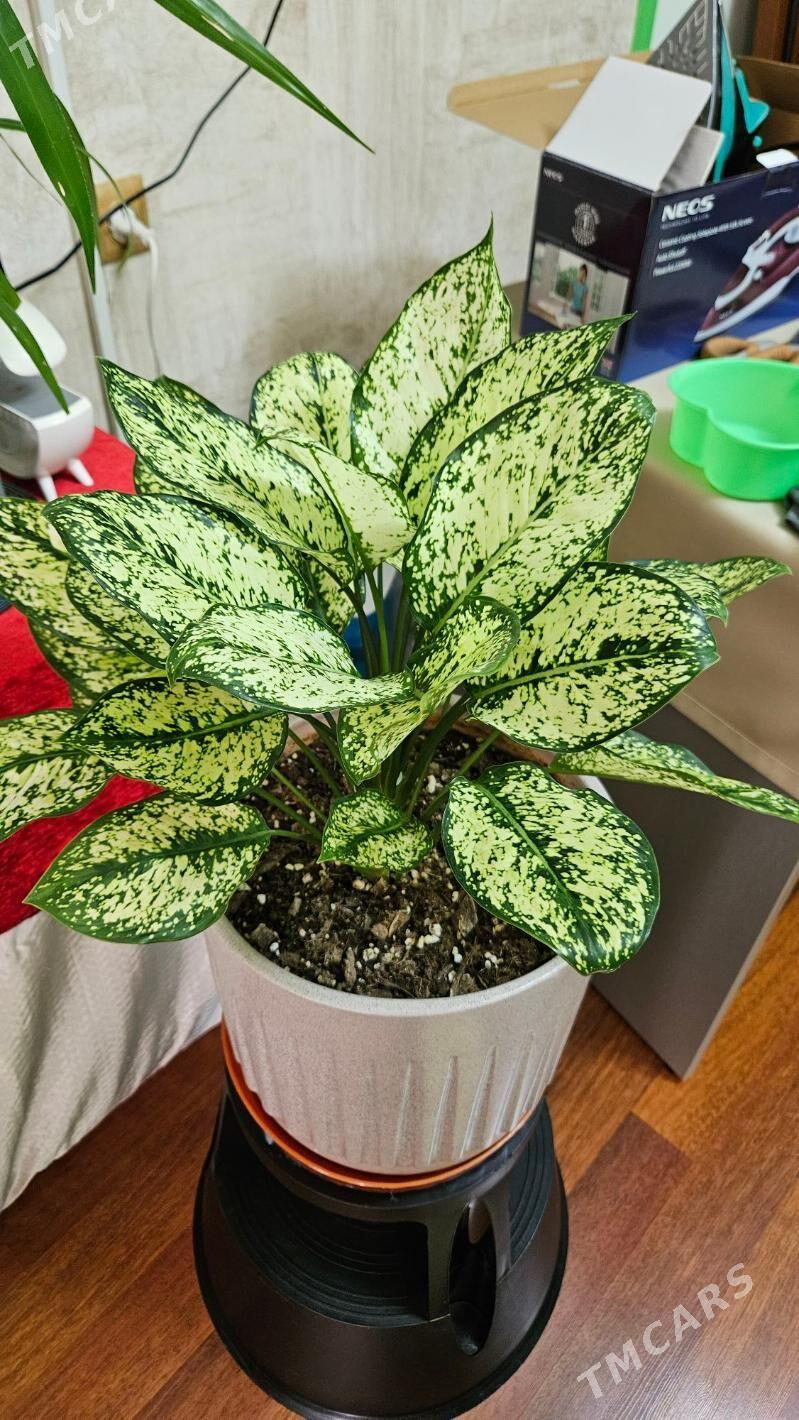 домашние растения - Ашхабад - img 1