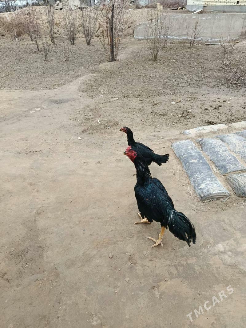 Horaz towuk - Sakarçäge - img 1