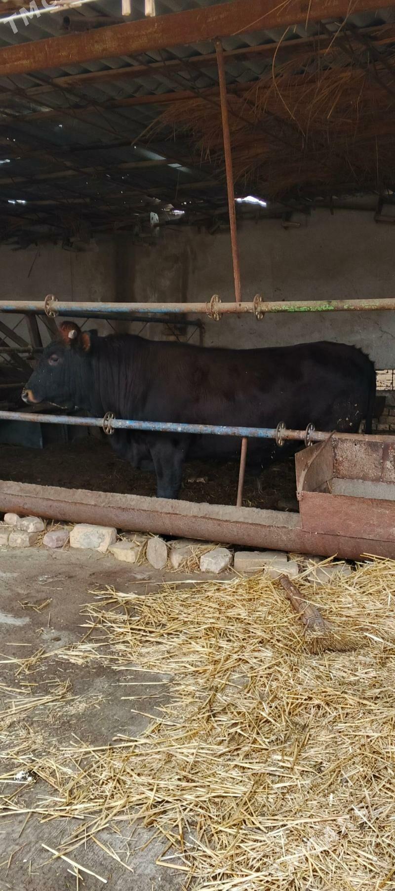 okuz - Türkmenabat - img 1