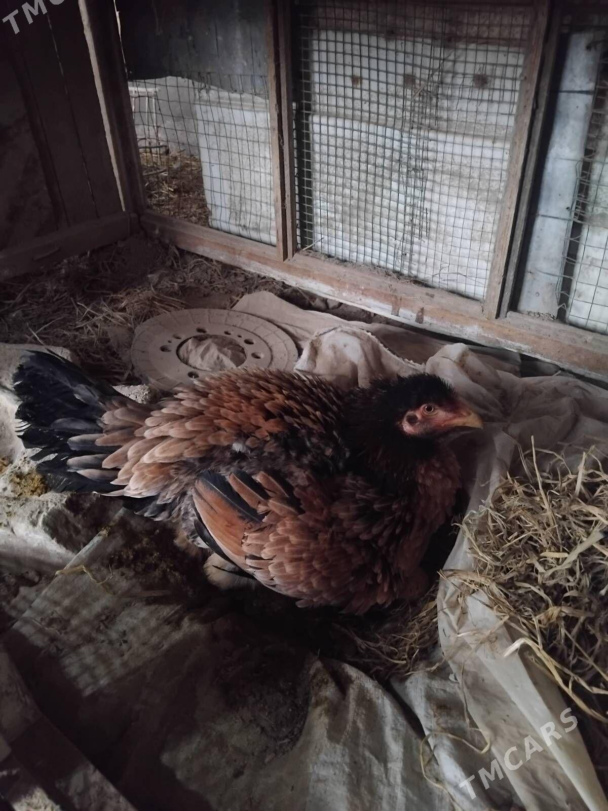 kurk bayes - Чарджоу - img 1