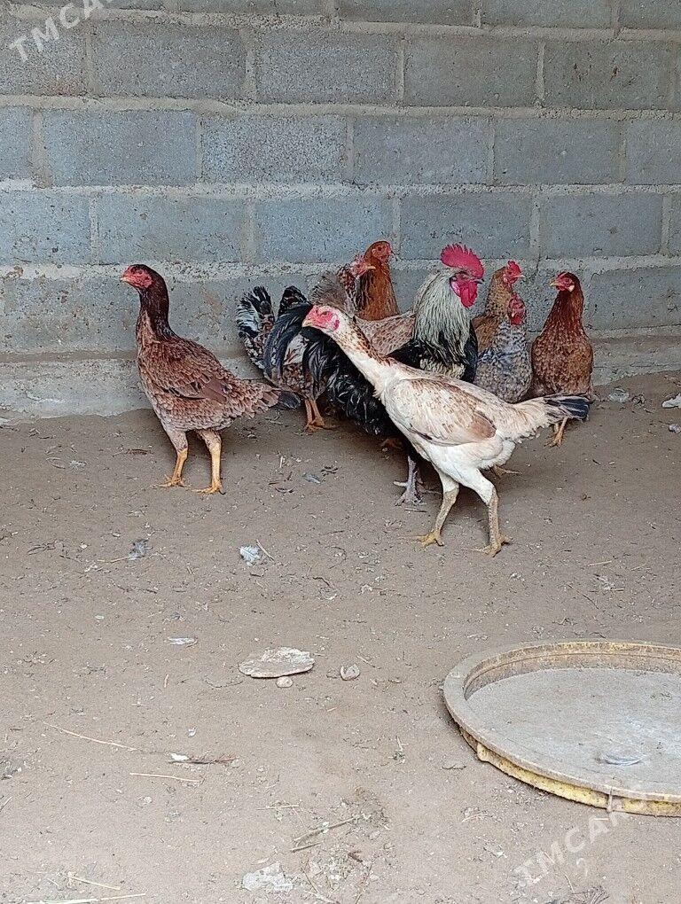 towuk - Gumdag - img 1