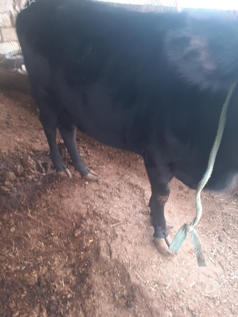 Sygyr - Balkanabat - img 1