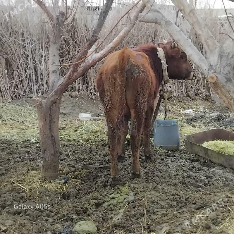 okuz - Бахарден - img 1