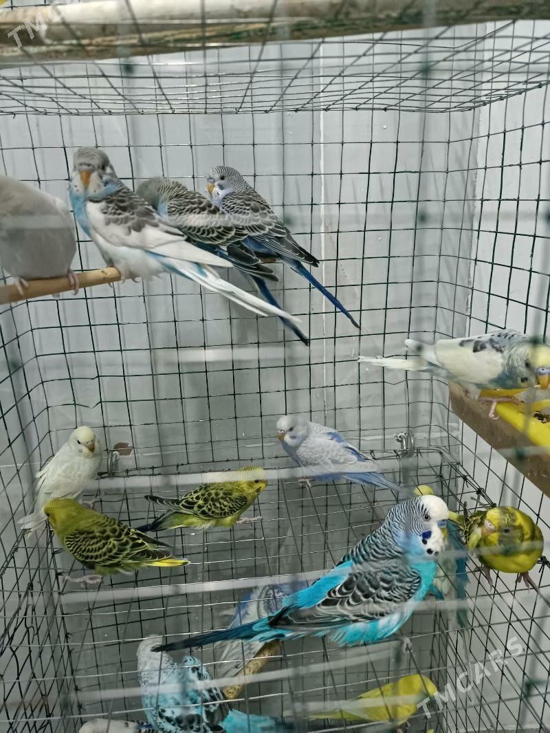 popugay - Ашхабад - img 1