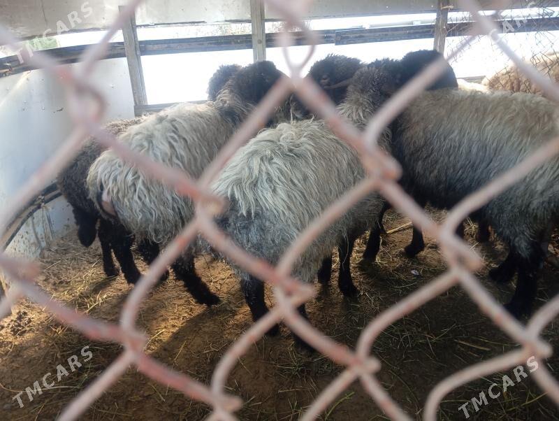 issek goyun - Ашхабад - img 1