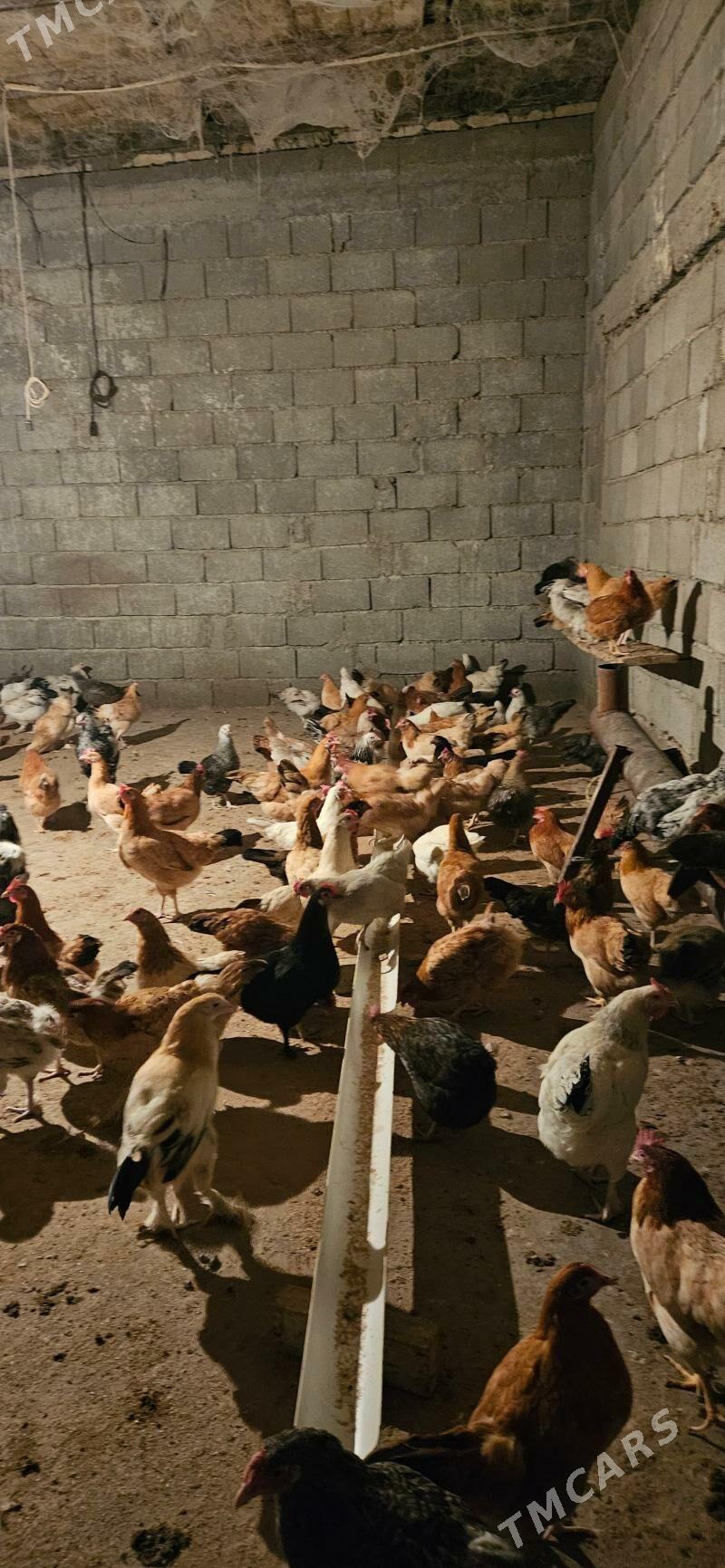 towuk - Гёкдепе - img 1