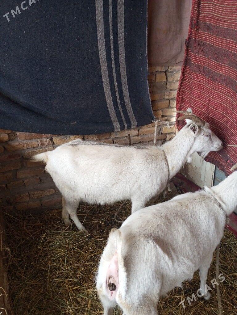 zanen paroda geci - Туркменабат - img 1