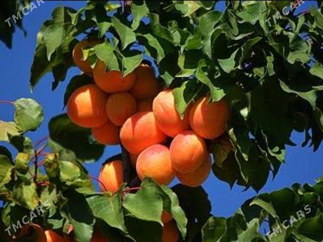 Miweli baglar - Bagyr - img 1