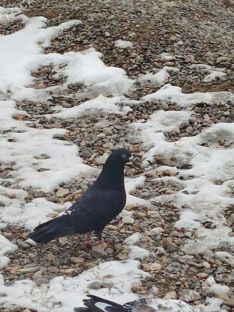 kepderi - Gyzylarbat - img 1