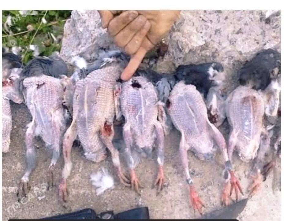 Dikuş - Türkmenabat - img 1