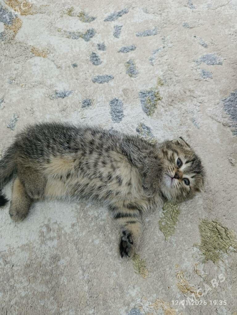 котята шотландские - Ашхабад - img 1