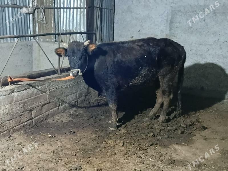 gysyr Sygyr - Gökdepe - img 1