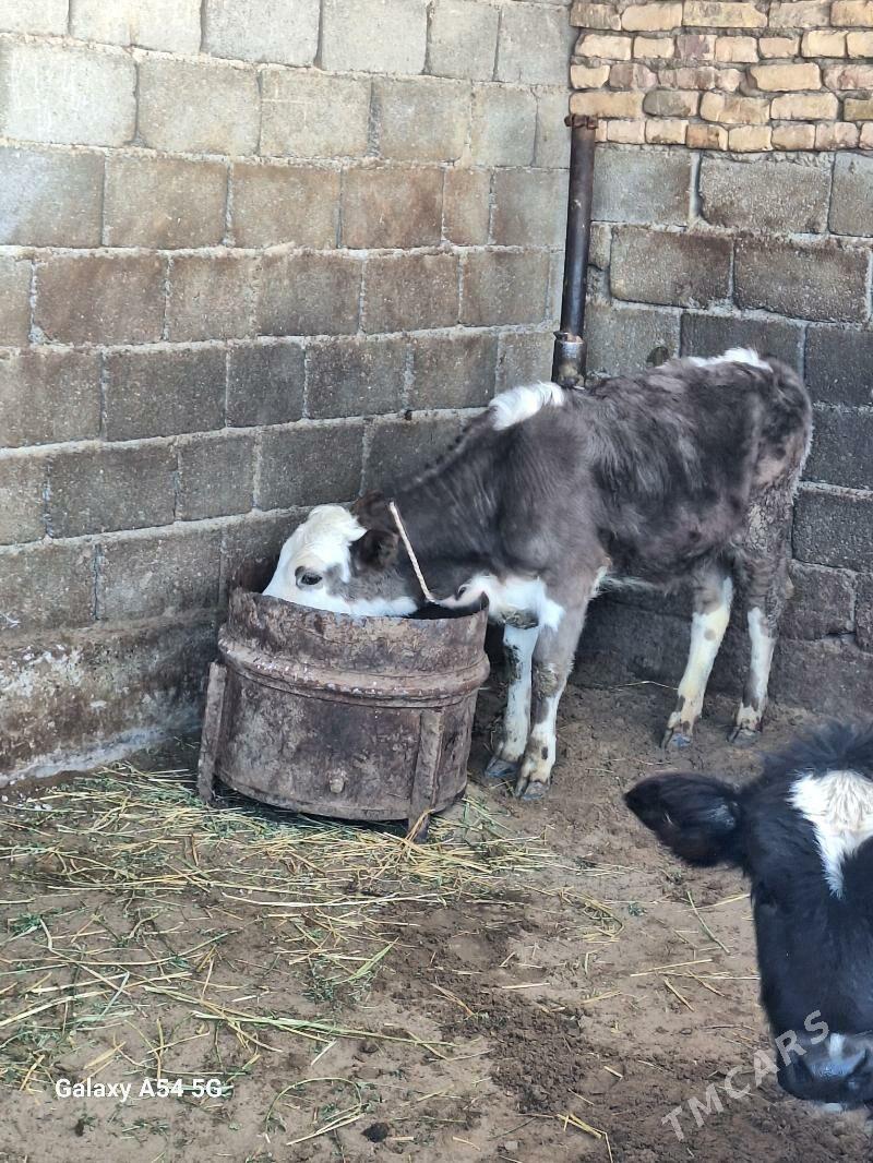 GIBRIT TOHUM TUWE - Gökdepe - img 1