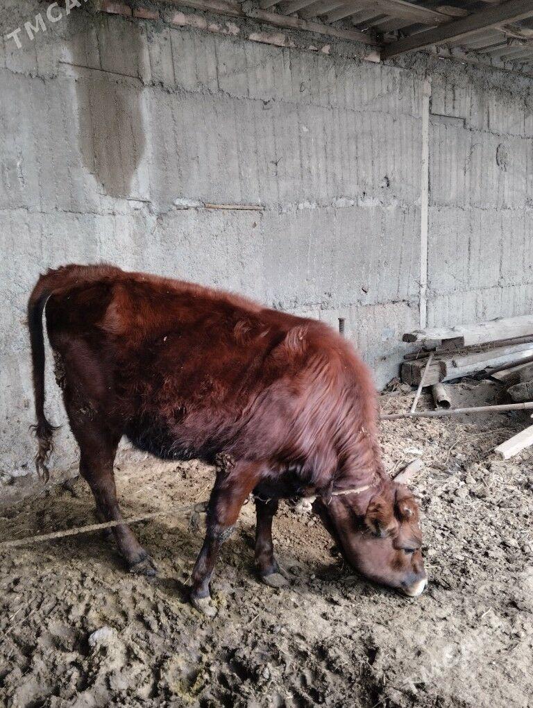 gole sygyr tuwe - Bagyr - img 1