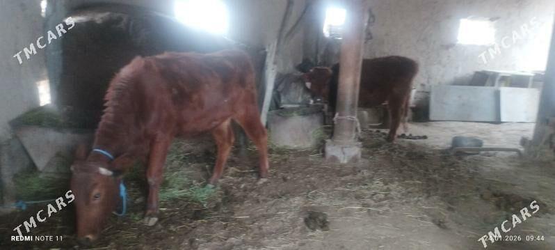 hojekli inek - Туркменабат - img 1