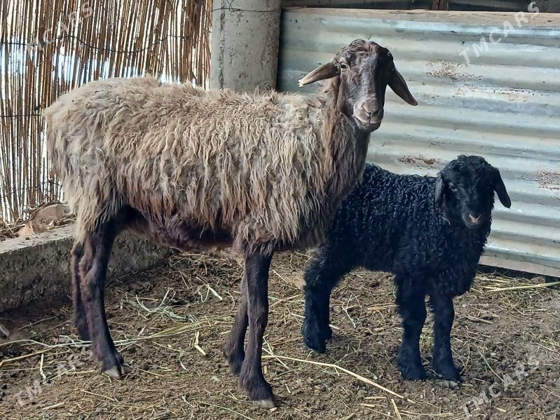 Guzuly goyun - Гёкдепе - img 1