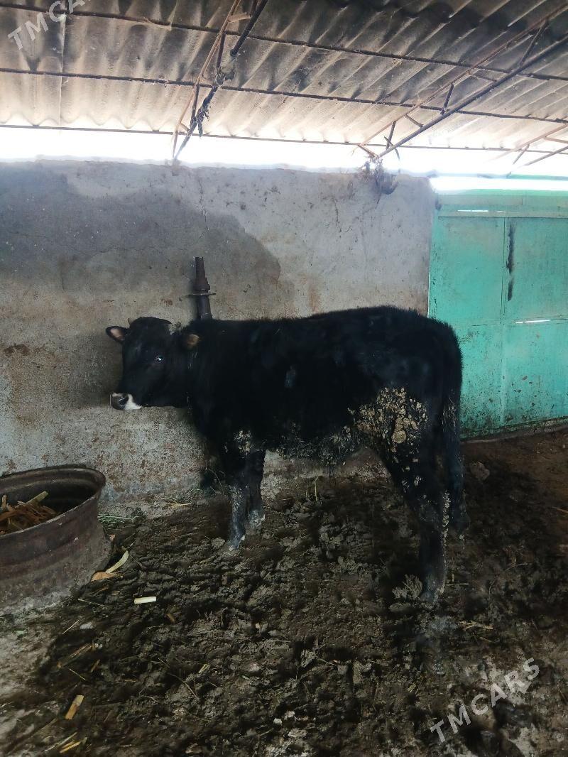 öküz - Ýaşlyk - img 1