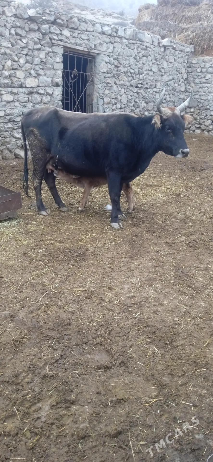 göleli sygyr - Bäherden - img 1