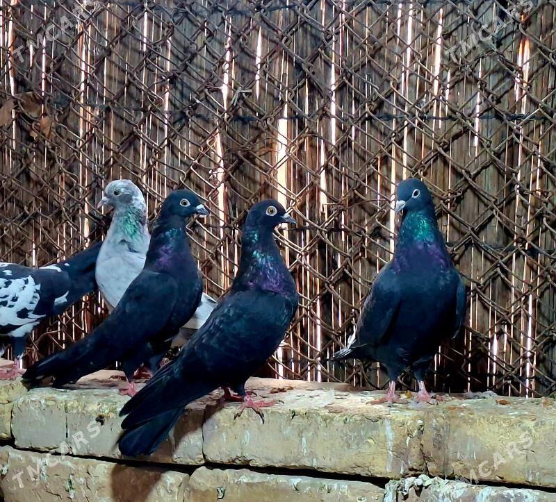 KEPDERI - Mary - img 1