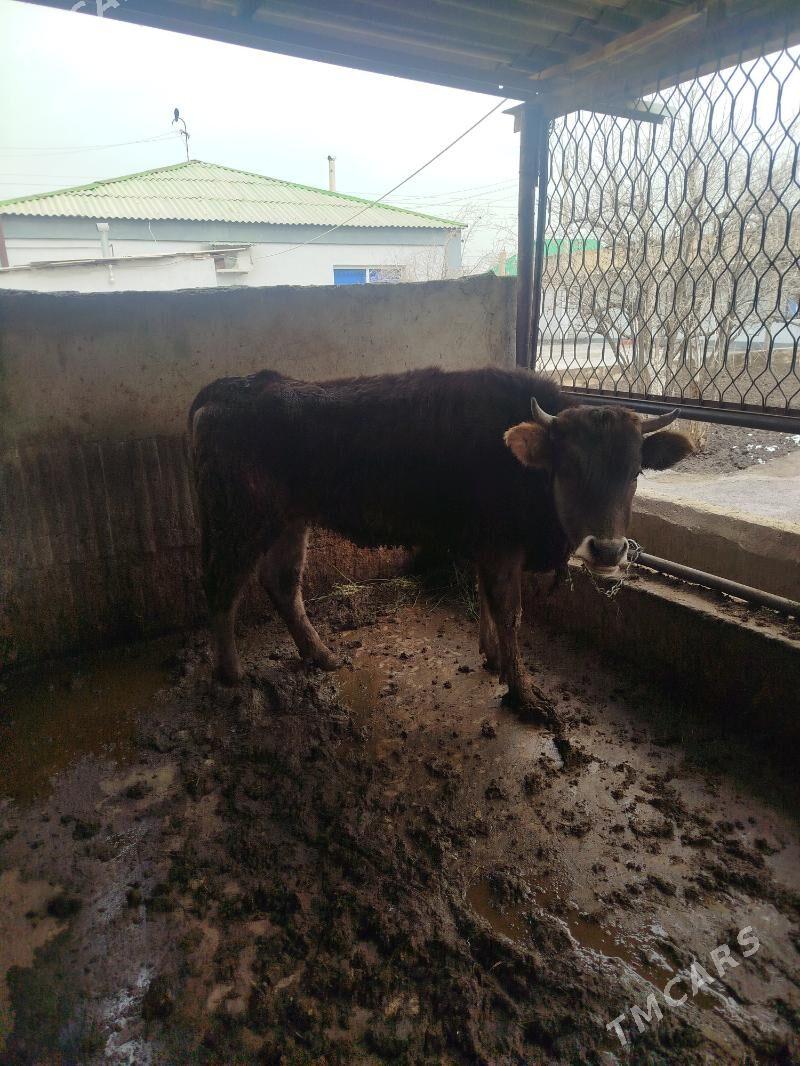 Tuwe bakyda duran - Gökje - img 1