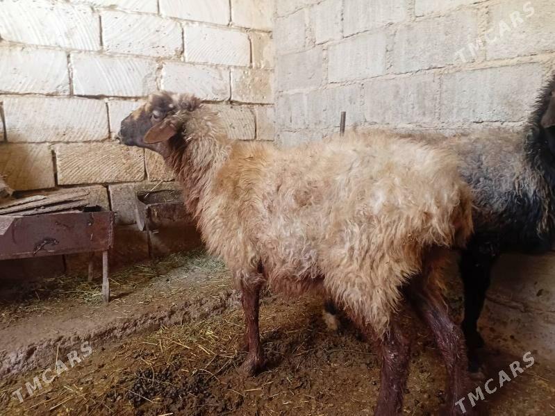 Goyun bogaz - Гумдаг - img 1