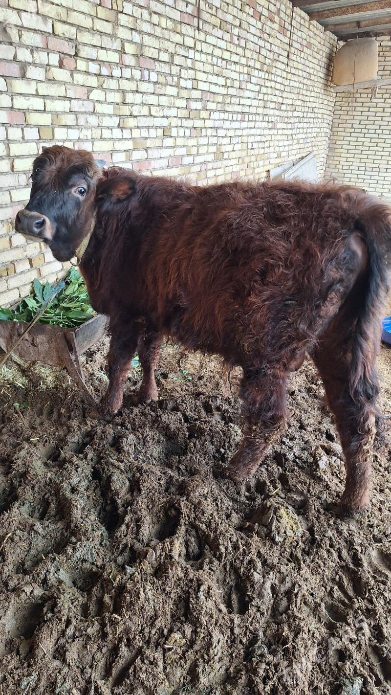 Ökuz - Murgap - img 1