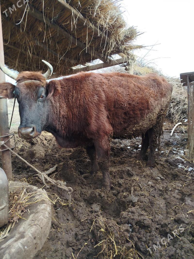 bakylan sygyrlar - Сакар - img 1