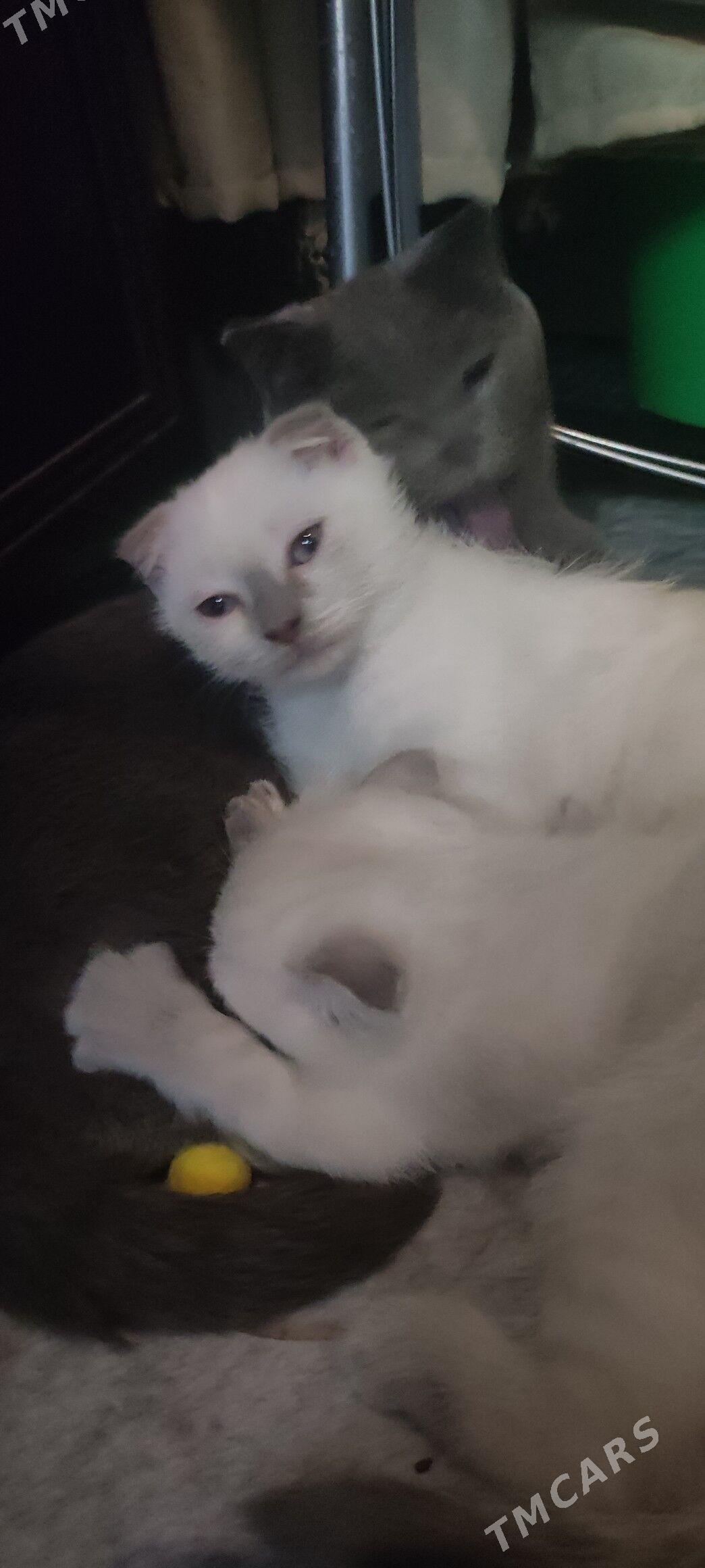 кошки pişikler - Ашхабад - img 1