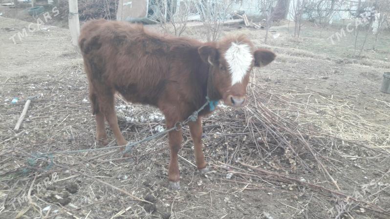 gunajynça - Çärjew - img 1