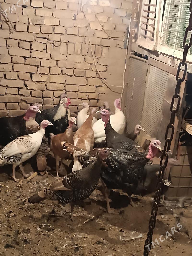 induk - Мары - img 1