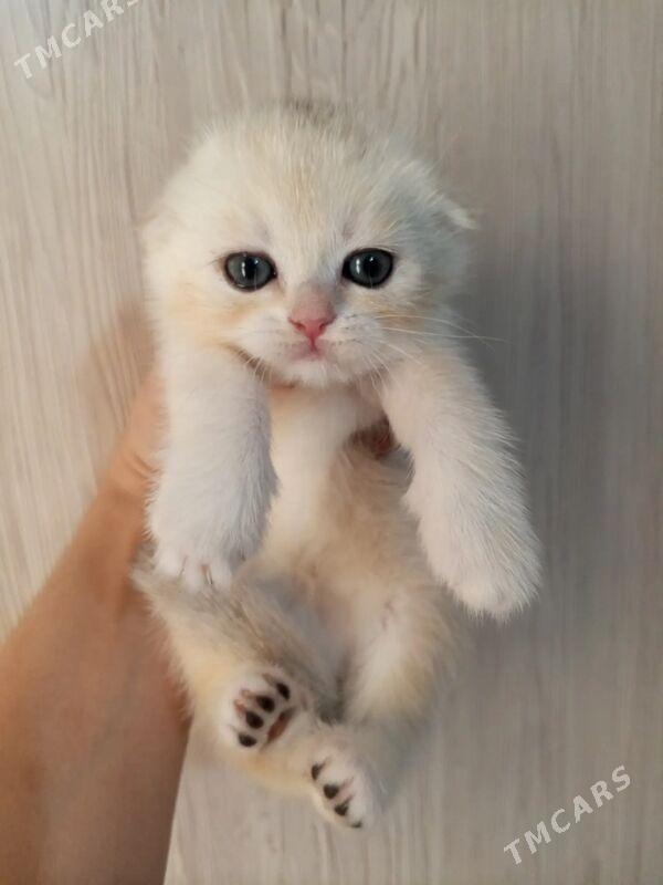 котята - Ашхабад - img 1