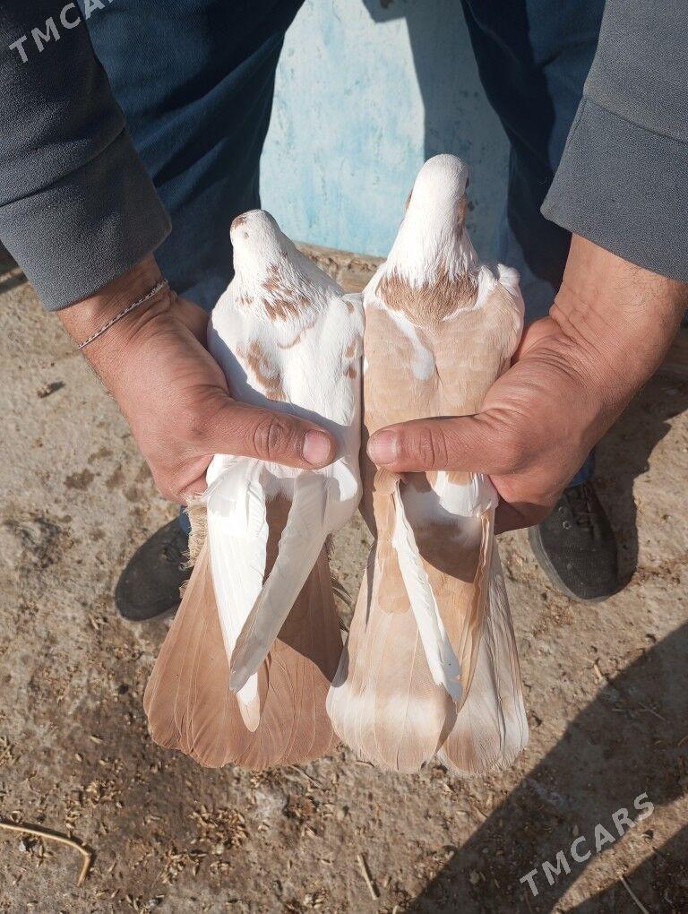 kepderi - Balkanabat - img 1