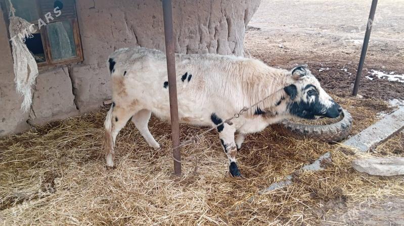 öküz - Сакар - img 1