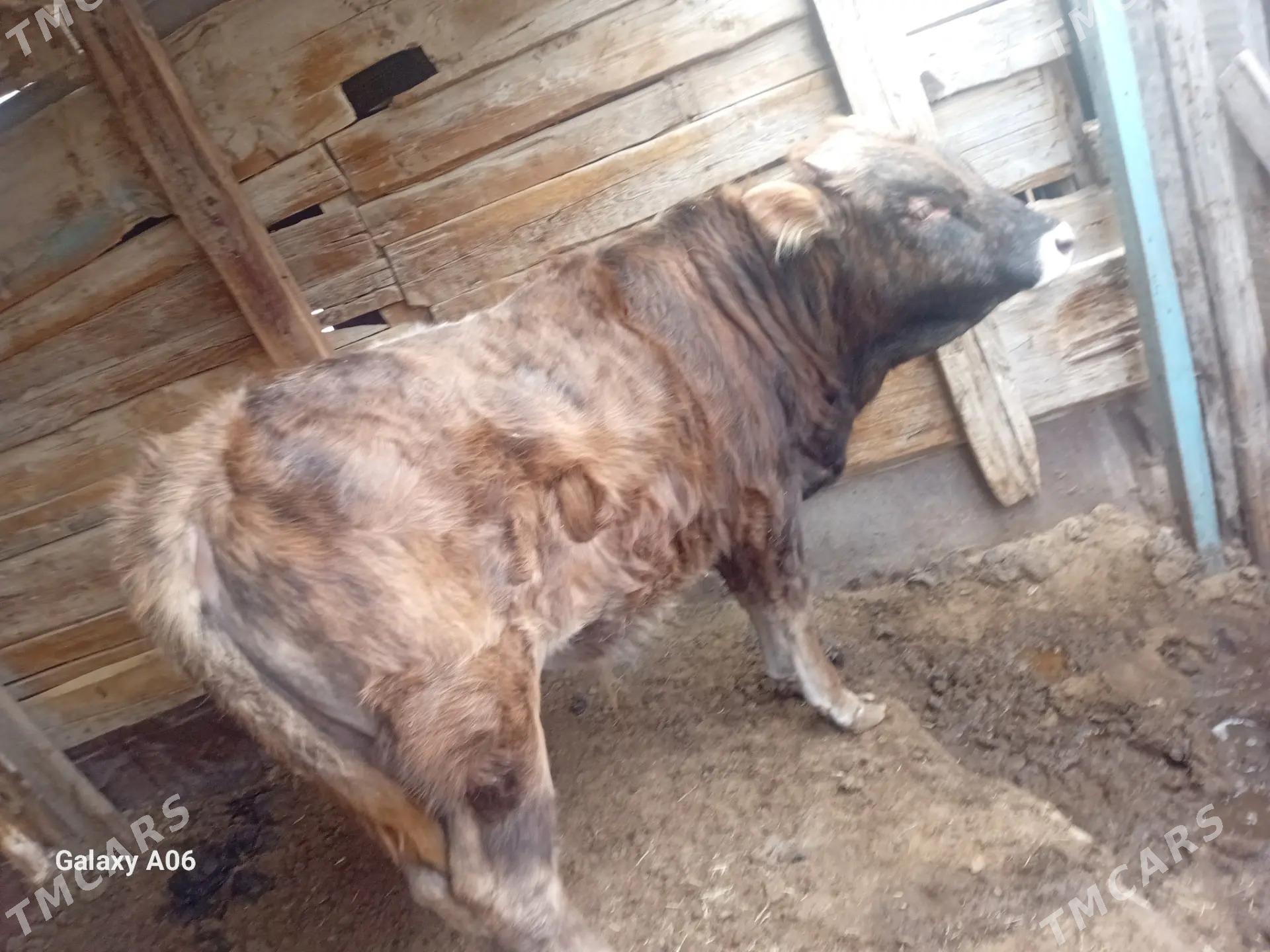 Okuz - Türkmenbaşy - img 1