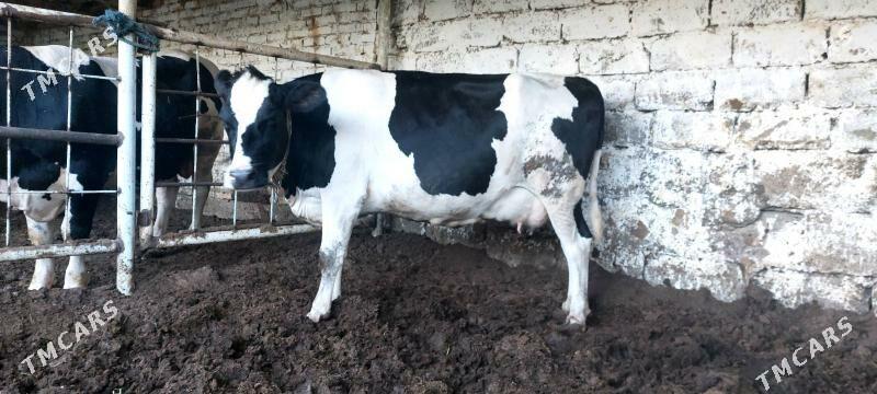 Süýtli sygyr - Чарджоу - img 1