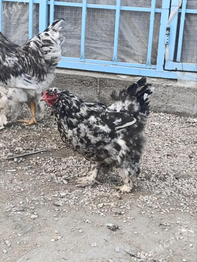 Brama Mramyr - Balkanabat - img 1