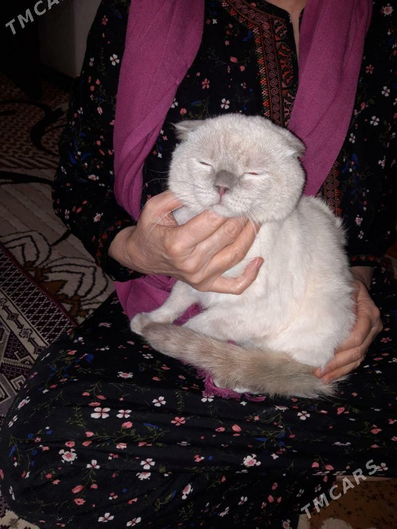 Panda - Gyzylarbat - img 1