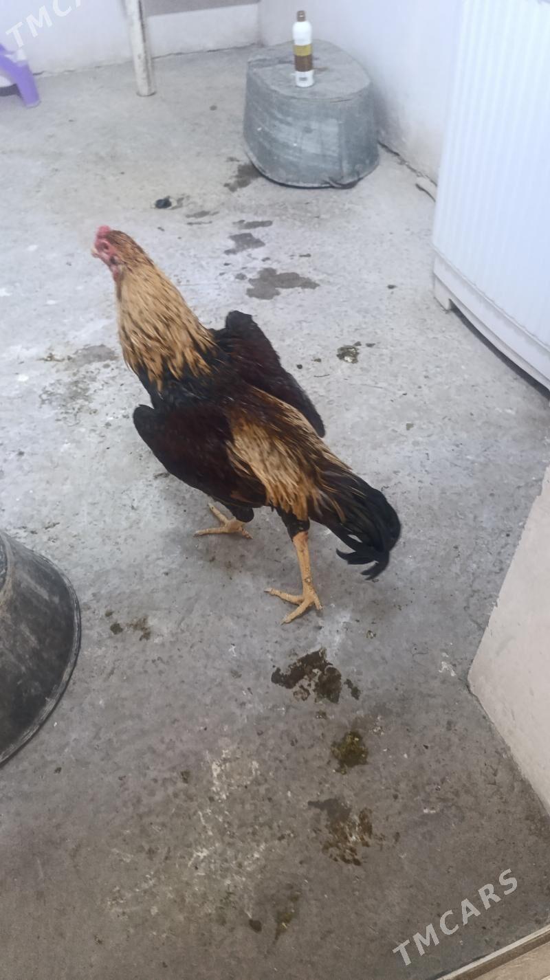 horaz baysy - Сакар - img 1