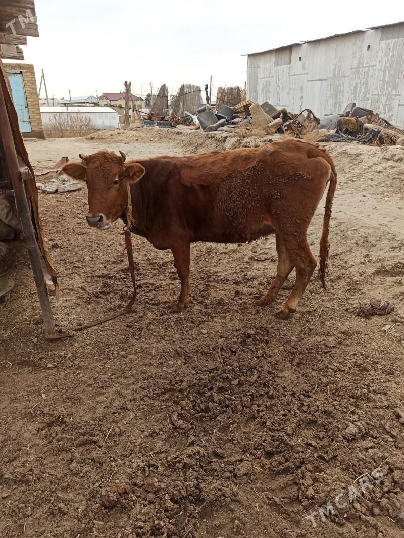 гуложун - Murgap - img 1