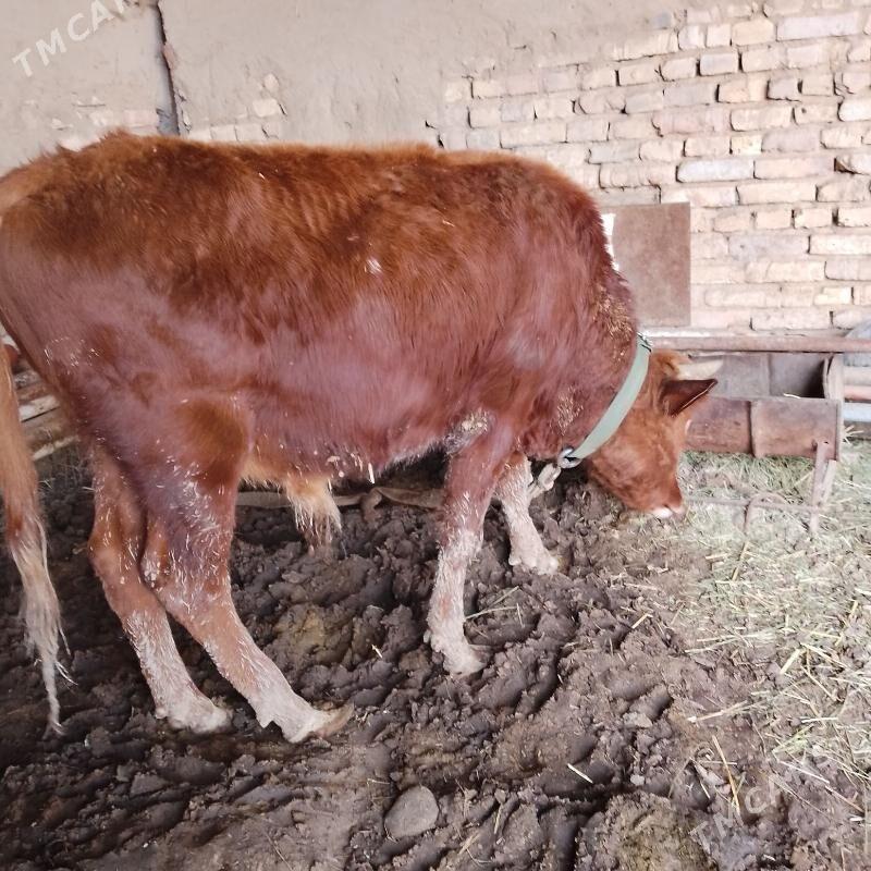 ökiz - Mary - img 1