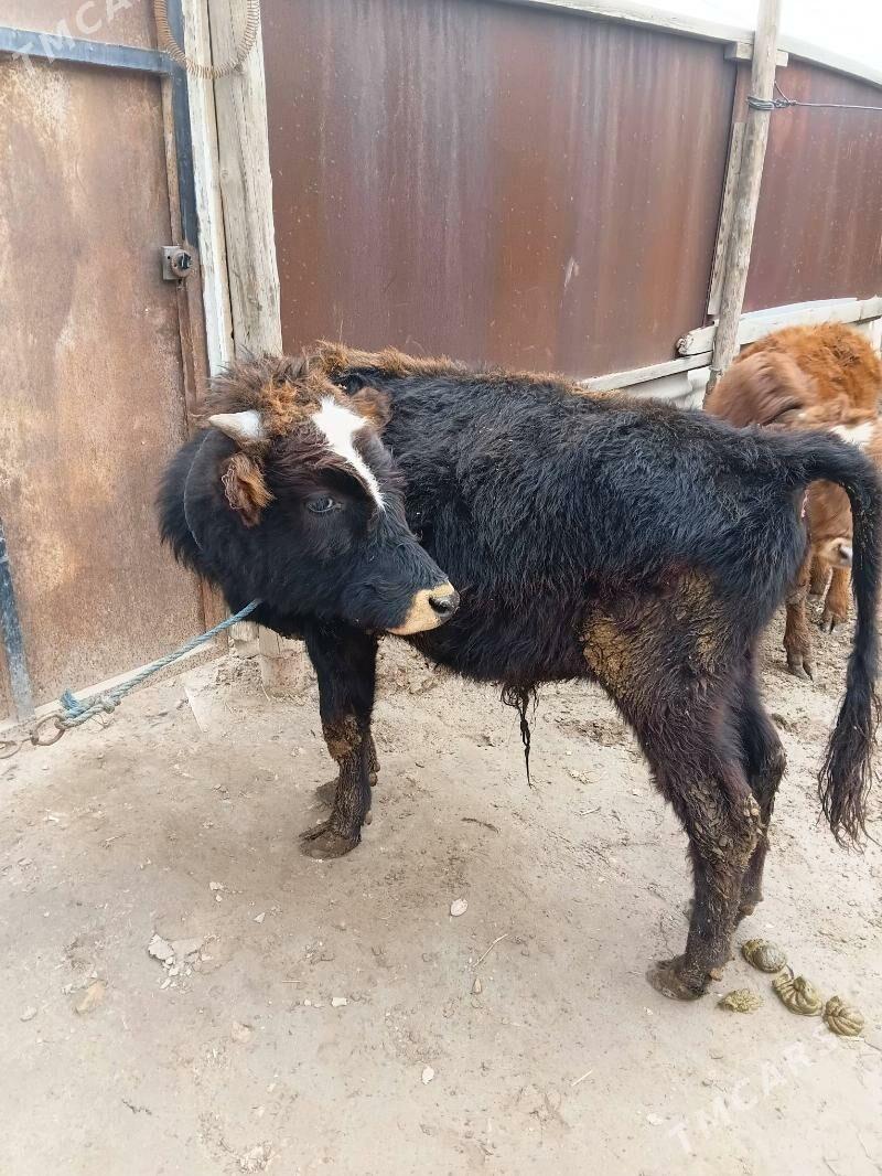 okuzler - Türkmenabat - img 1